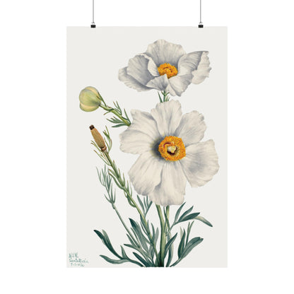 Matilija Poppy by Walcott - Flower -