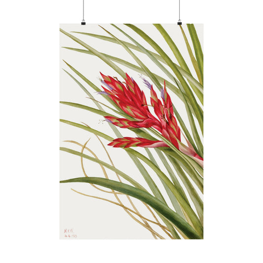 Quill leaf by Walcott- Flower -