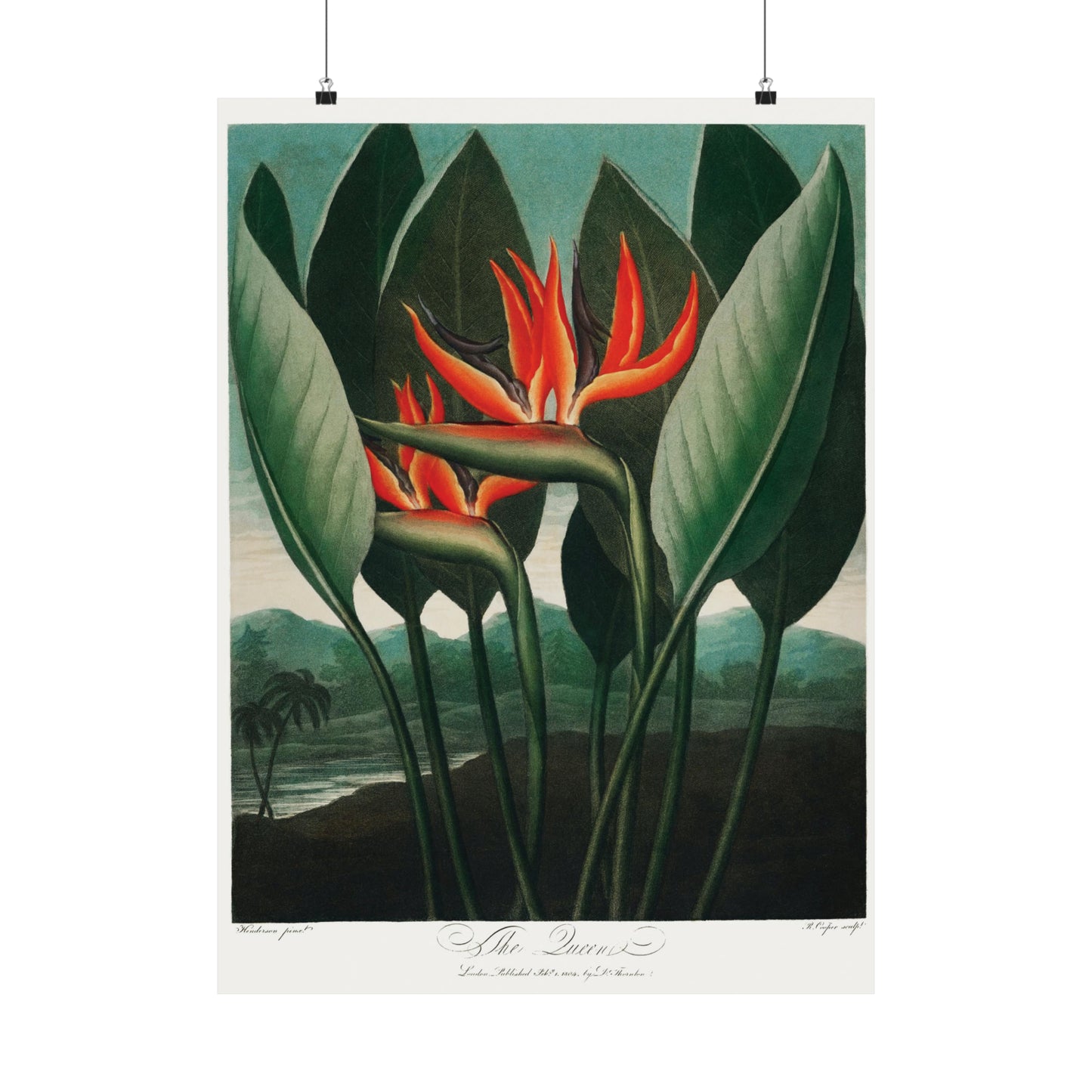 The Queen - Plant by Thornton (1807)