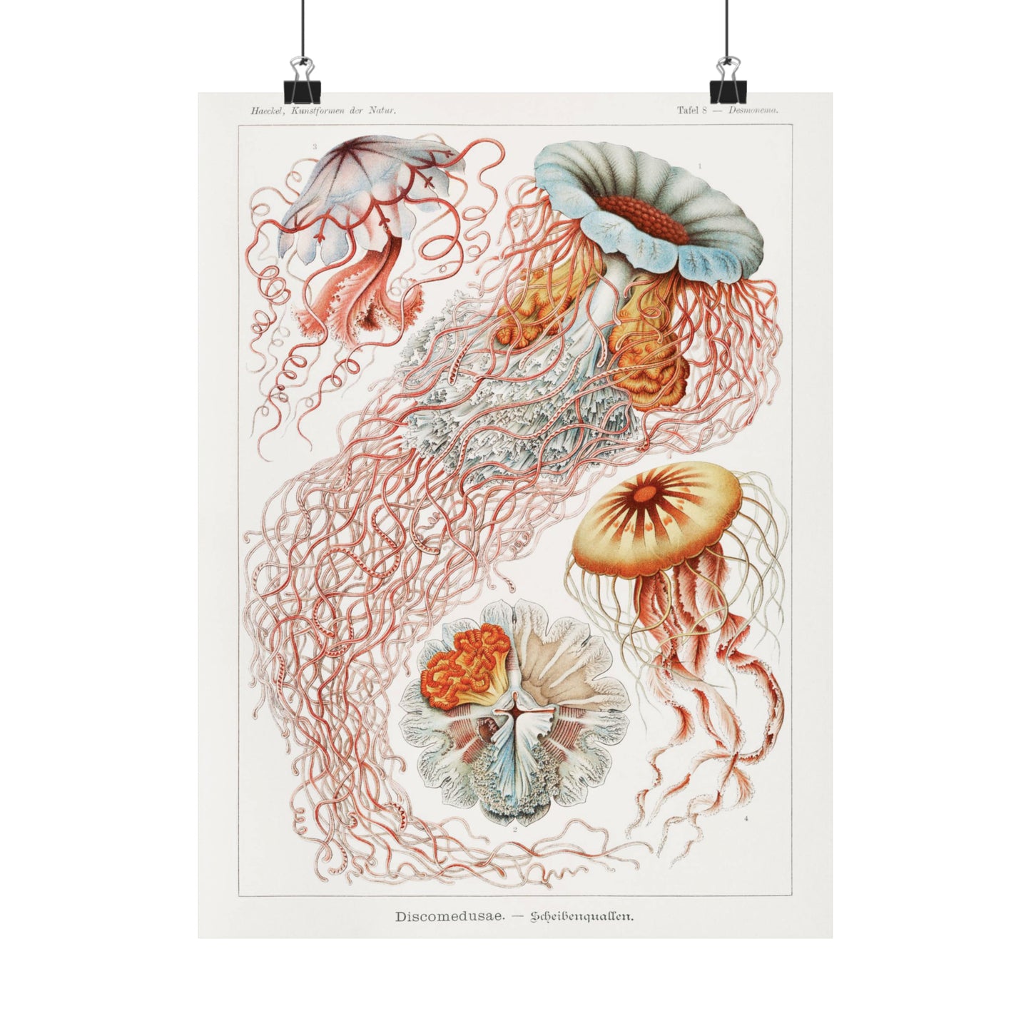 Jellyfish by Haeckel