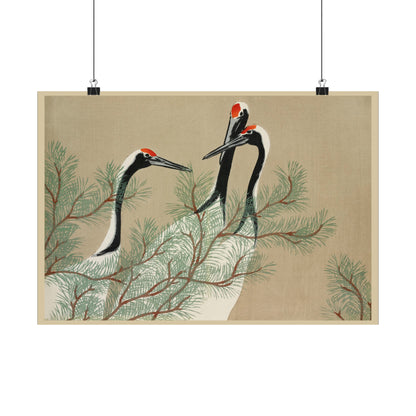 Japanese Elegant Cranes