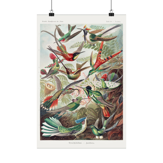 Colorful hummingbirds by Haeckel