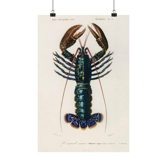 Blue Lobster by Charles Dessalines D' Orbigny (1806-1876)