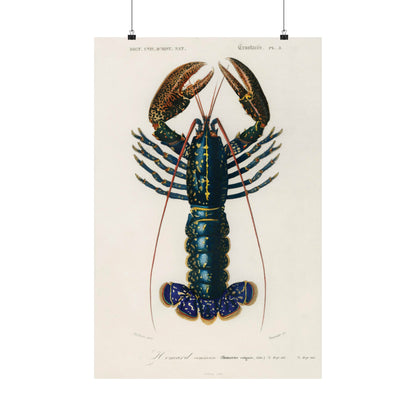 Blue Lobster by Charles Dessalines D' Orbigny (1806-1876)