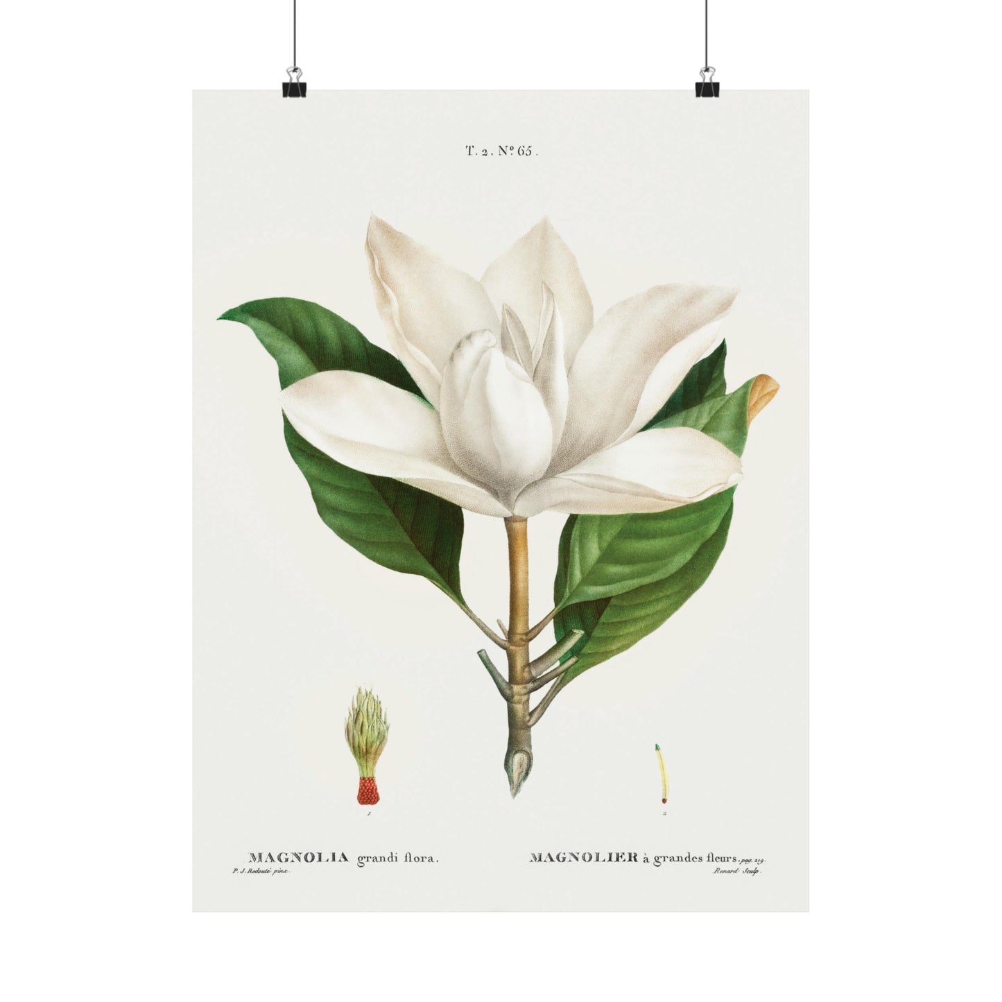 Magnolia Flower