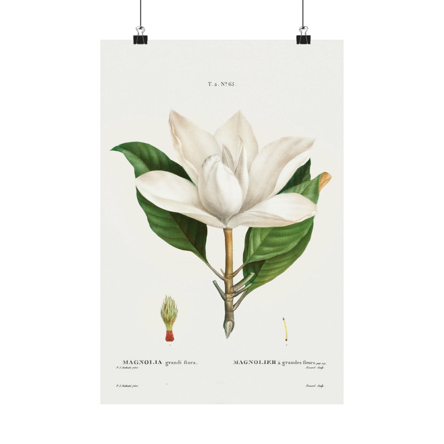 Magnolia Flower