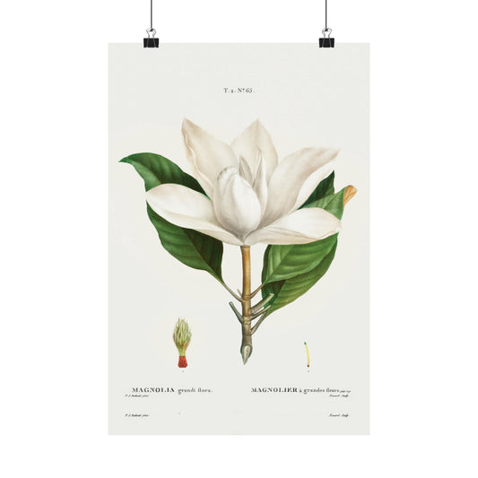 Magnolia Flower