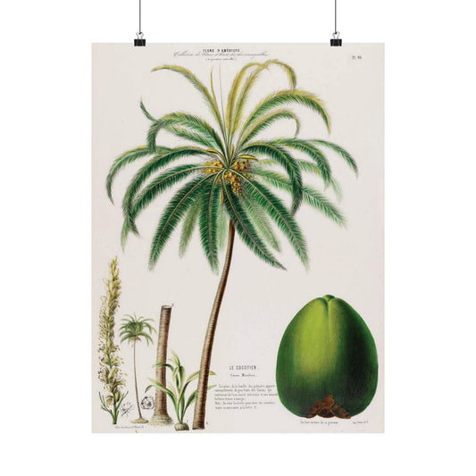 Le Cocotier - Flower -  The Coconut Tree