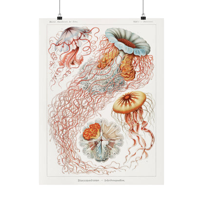 Jellyfish by Haeckel