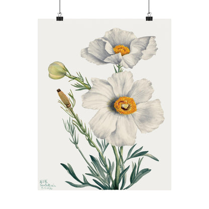 Matilija Poppy by Walcott - Flower -