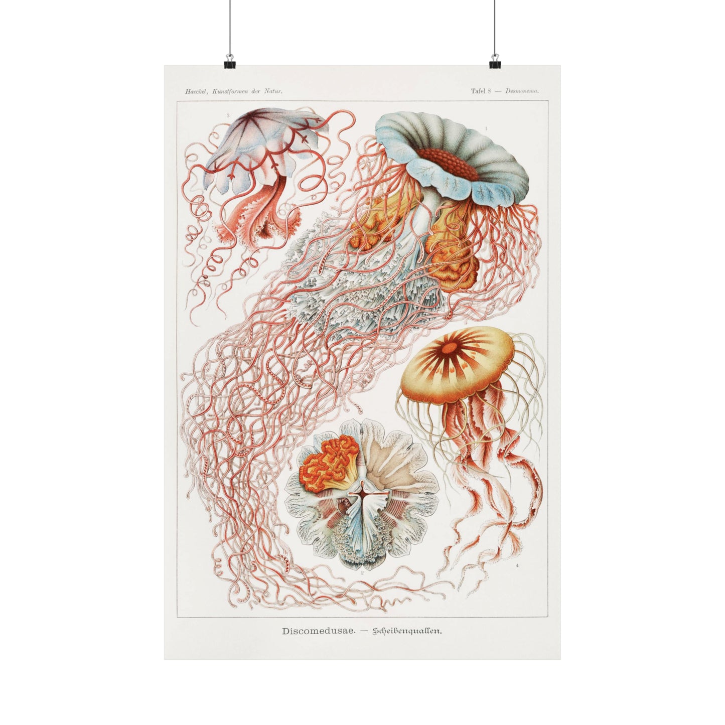 Jellyfish by Haeckel