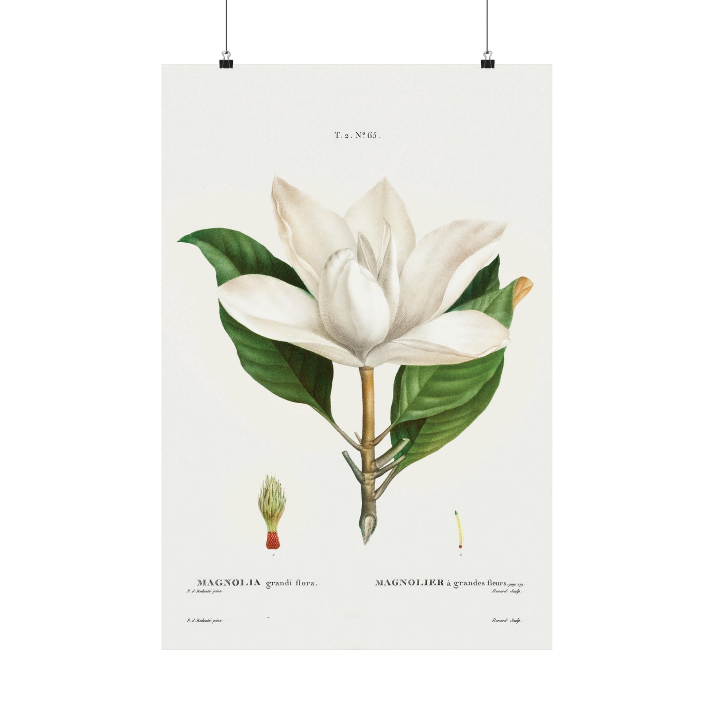 Magnolia Flower